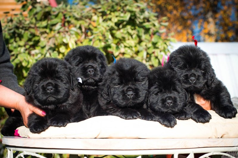 Фото: ньюфаундленд Смигар Грейслейк (Smigar Greysleyk), ньюфаундленд Смигар Глейд Спринг (Smigar Glade Spring), ньюфаундленд Смигар Глен Эллен (Smigar Glen Ellen), ньюфаундленд Смигар Голливуд Смайл, ньюфаундленд Смигар Голден Рул