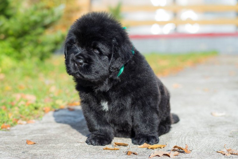 Фото: ньюфаундленд Смигар Грин Брук