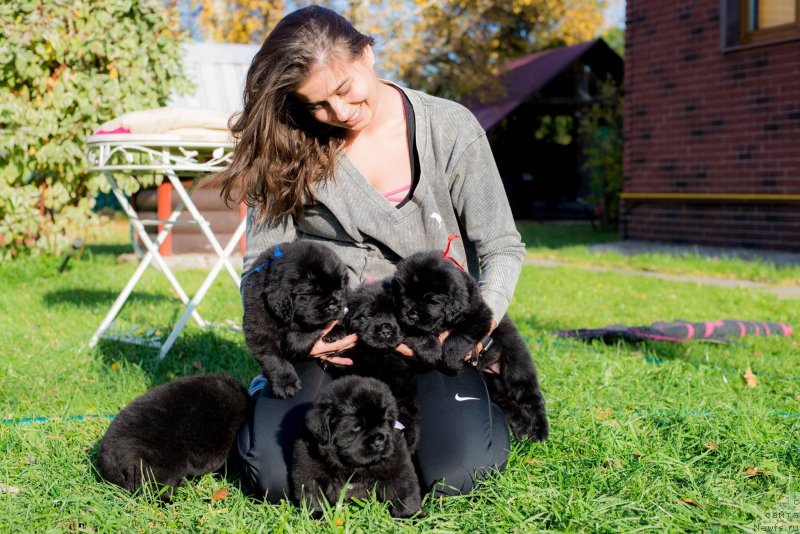 Фото: ньюфаундленд Love Inside Your Soul Moon Bear, ее дети