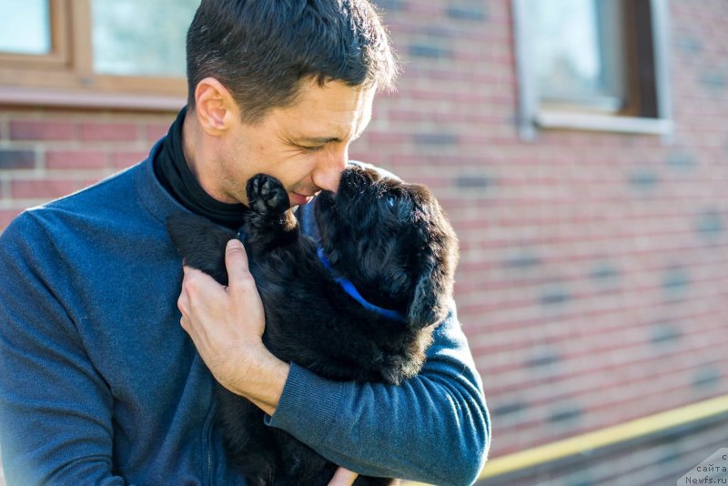 Фото: Александр Коротков, ньюфаундленд Смигар Глен Эллен (Smigar Glen Ellen)