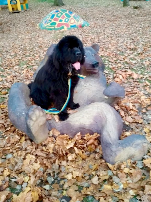 Фотография № 239665