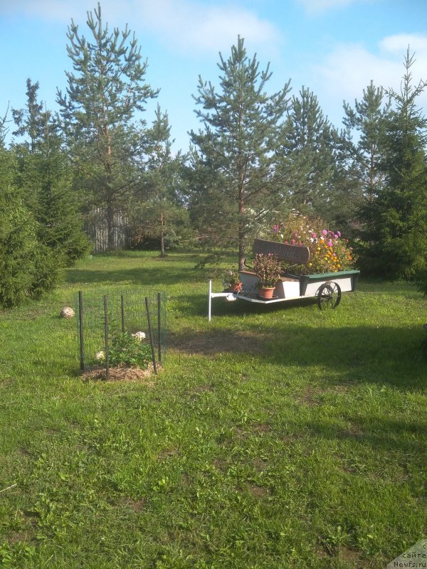 Фотография № 239669