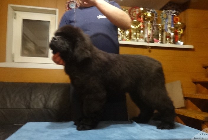 Фото: НЬЮФОРТ ОБЕРЕГ СНОУ МАУНТИН (ОДИН)3.5 месяца .», ньюфаундленд Фанньюф Авалон (Funnewf Avalon)