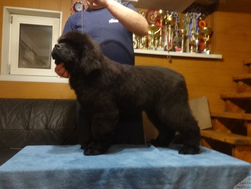 Фото: НЬЮФОРТ ОБЕРЕГ СНОУ МАУНТИН (ОДИН)3.5 месяца .», ньюфаундленд Фанньюф Авалон (Funnewf Avalon)