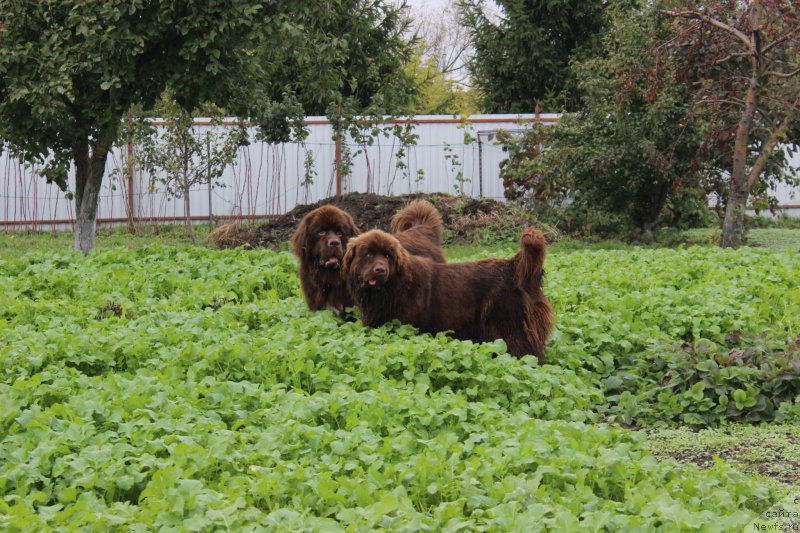 Фотография № 239686