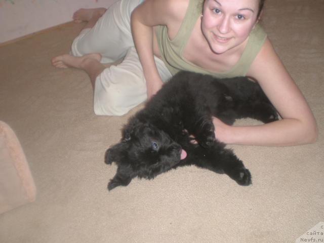 Фото: Светлана Фатова, ньюфаундленд Грация Ночи