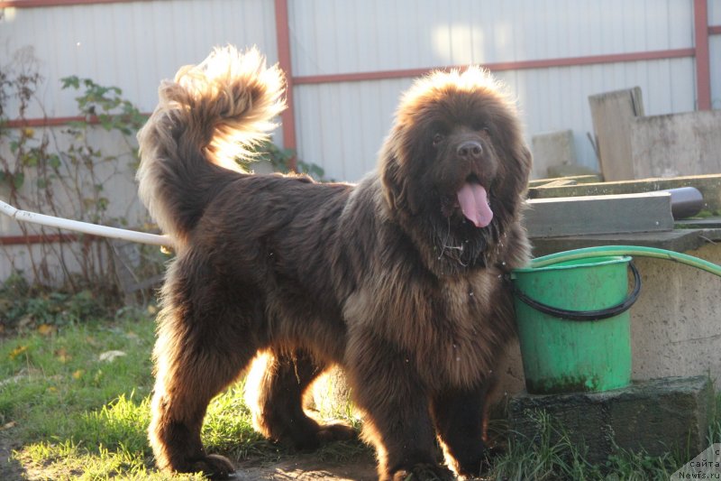 Фотография № 239693