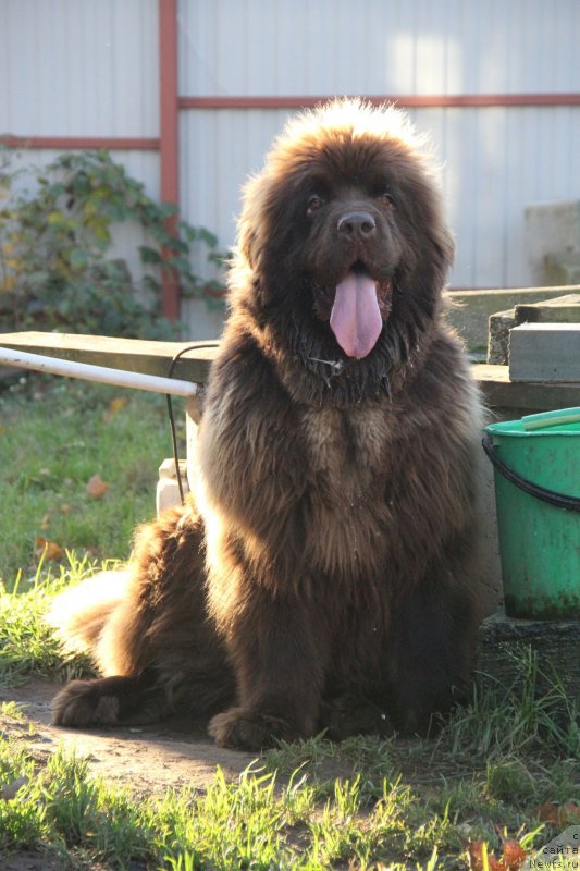 Фотография № 239695