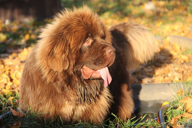 Фотография № 239698