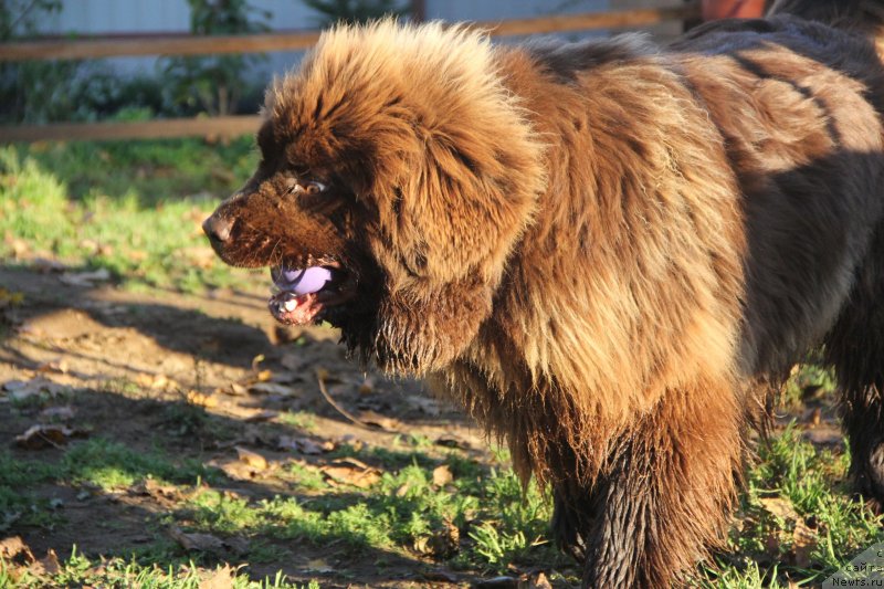 Фото: ньюфаундленд Браунблад МСК Даймонд Макс