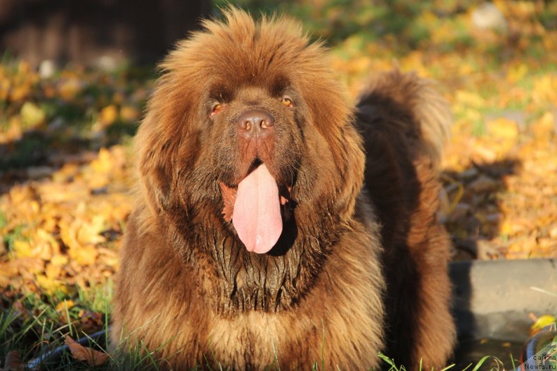 Фотография № 239700