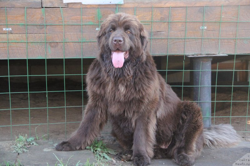 Фото: ньюфаундленд Браунблад МСК Дарлина Джой (Brownblood MSK Darlina Joy)