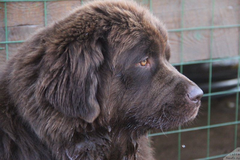 Фото: ньюфаундленд Браунблад МСК Дарлина Джой (Brownblood MSK Darlina Joy)