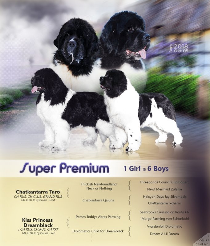 Фото: ньюфаундленд Chatkantarra Taro, ньюфаундленд Kiss Princess Dreamblack