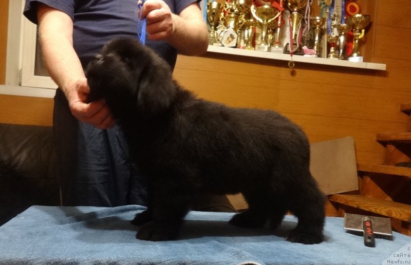 Фото: Ньюфорт Парадайз Революшен, ньюфаундленд Экселент Бьюти