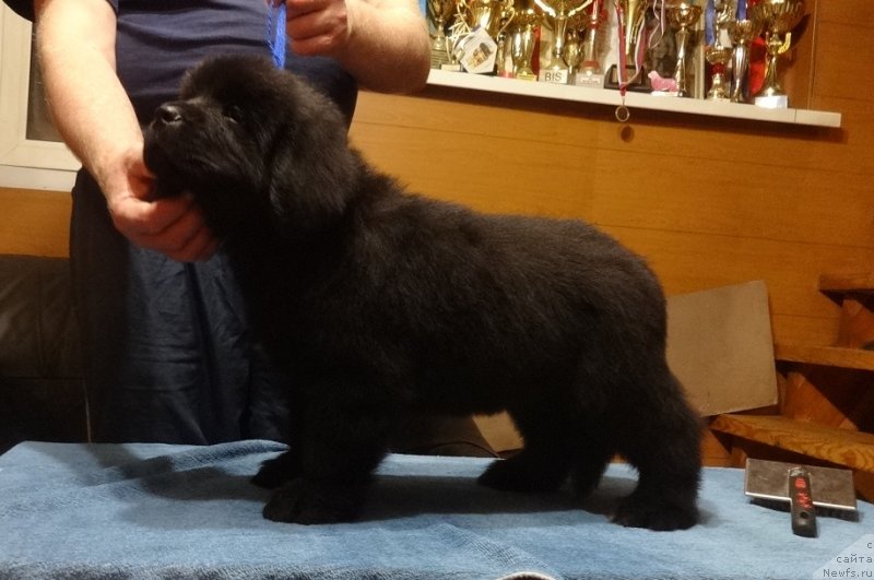 Фото: Ньюфорт Парадайз Революшен, ньюфаундленд Фанньюф Авалон (Funnewf Avalon)