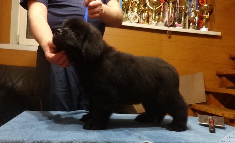 Фото: Ньюфорт Парадайз Революшен, ньюфаундленд Экселент Бьюти