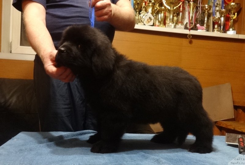 Фото: Ньюфорт Парадайз Революшен, ньюфаундленд Фанньюф Авалон (Funnewf Avalon)