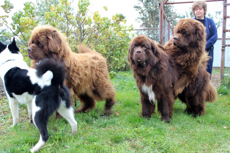 Фотография № 239716