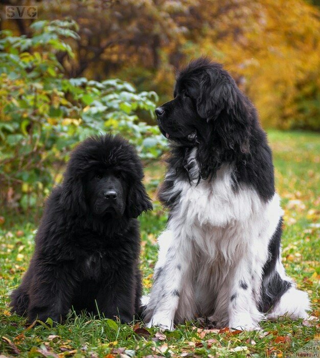 Фото: ньюфаундленд Нао Дель Трато Джонни Деп