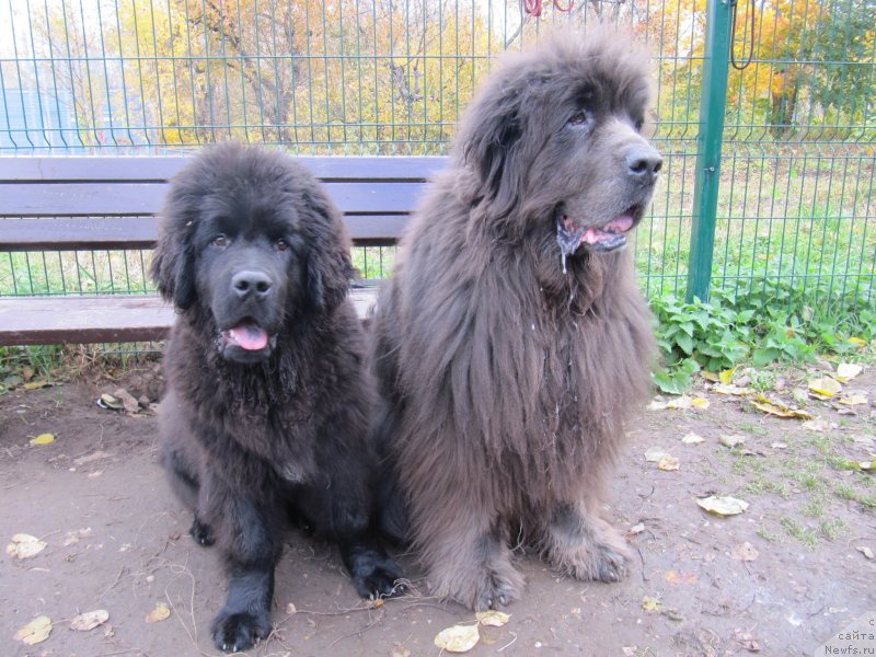Фото: ньюфаундленд Риччи с Берега Дона (Richchi s Berega Dona), ньюфаундленд Дюрбахлер Клаб Альфаретта Виньетта
