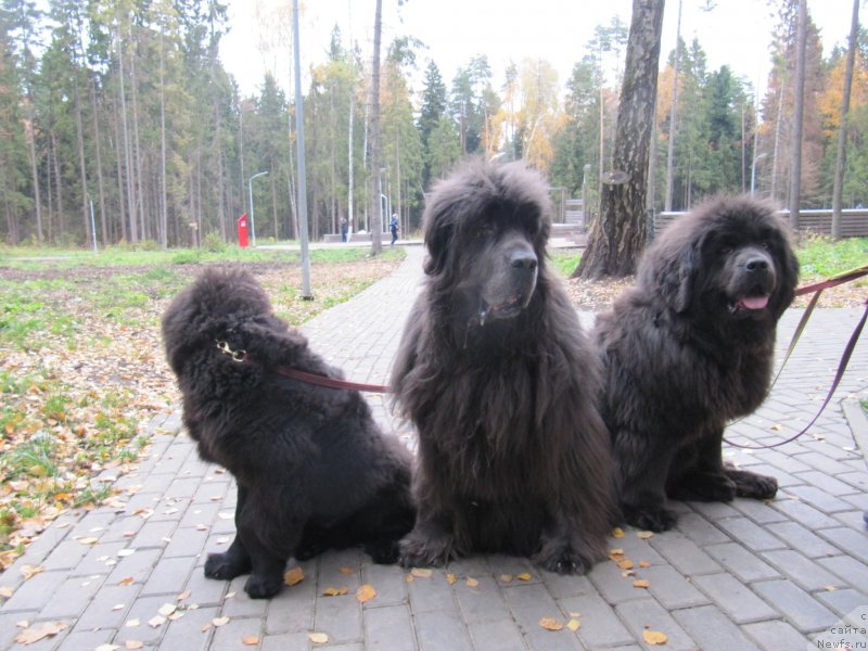 Фотография № 239729