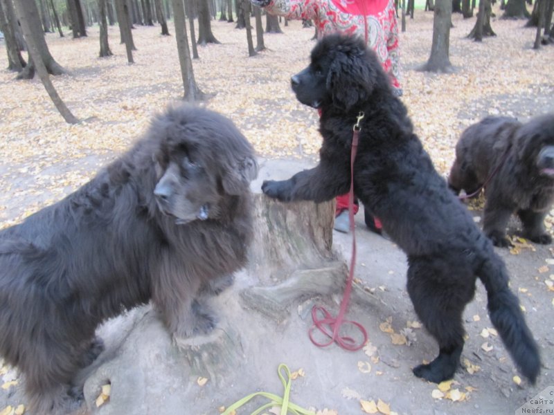 Фотография № 239731