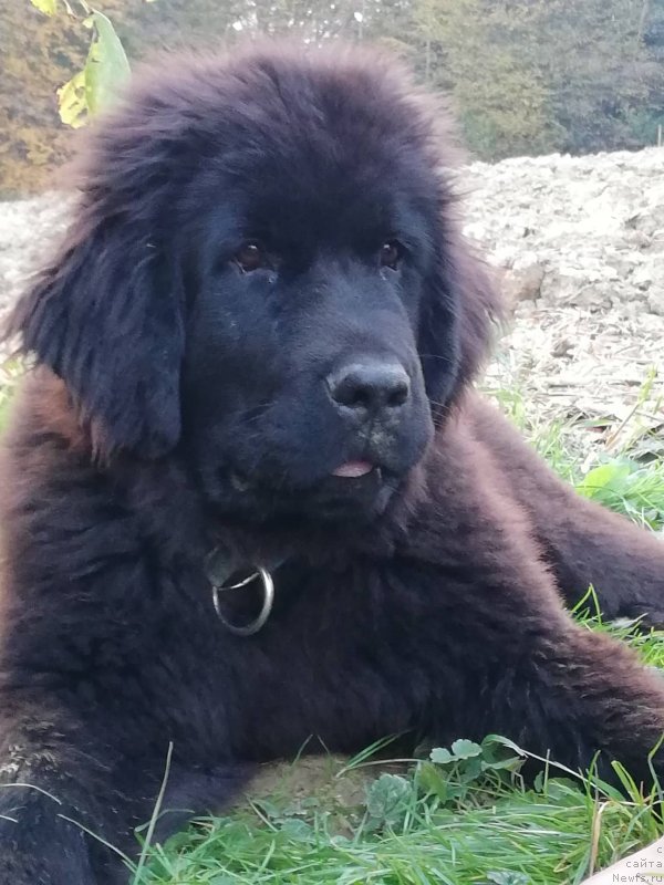 Фото: ньюфаундленд Обуш Шед Иннерсте И Мин Сйелс (Obush Shed Innerste I Min Sjels)