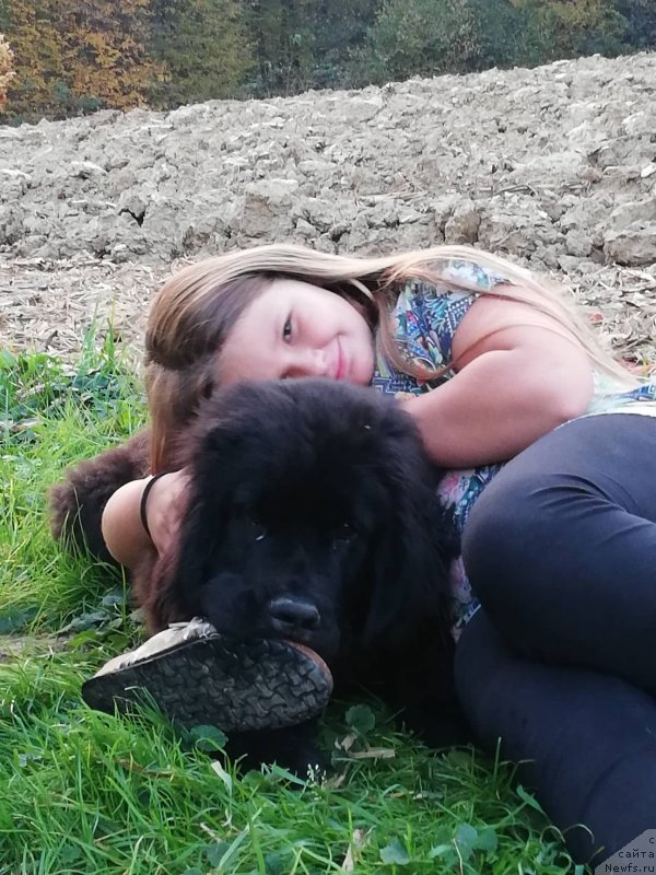 Фото: ньюфаундленд Обуш Шед Иннерсте И Мин Сйелс (Obush Shed Innerste I Min Sjels)