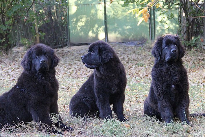 Фотография № 239734