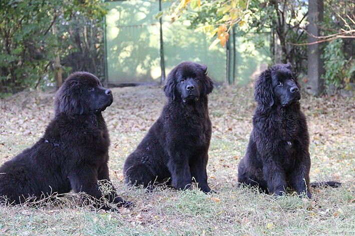 Фотография № 239735