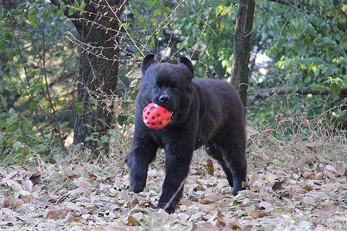 Фото: ньюфаундленд Рианна с Берега Дона