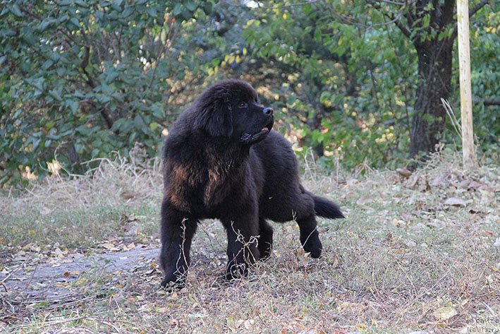 Фото: ньюфаундленд Рэйчл с Берега Дона