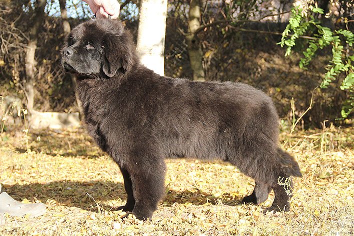 Фото: ньюфаундленд Рэйчл с Берега Дона