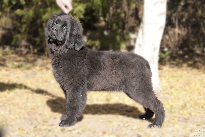 Фото: ньюфаундленд Рэсси с Берега Дона