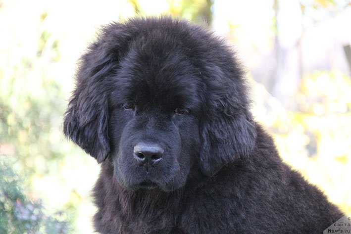 Фото: ньюфаундленд Рэсси с Берега Дона