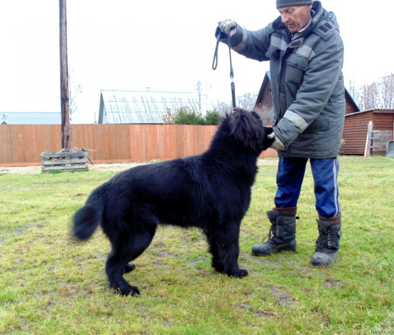 Фото: ньюфаундленд Государыня Руси от Карельских Медведей
