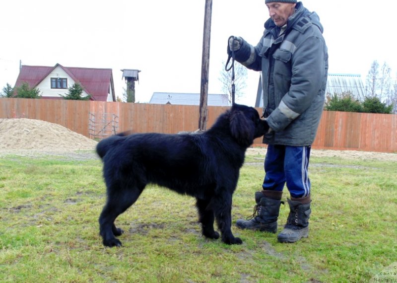 Фото: ньюфаундленд Государыня Руси от Карельских Медведей