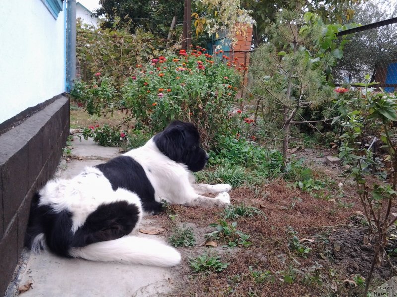 Фото: ньюфаундленд Дар Богов фром Рашн Беар