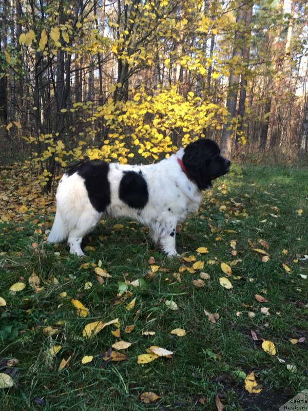 Фото: ньюфаундленд Амрита от Карельских Медведей