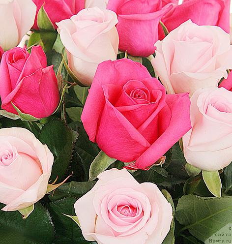 Фотография № 23978