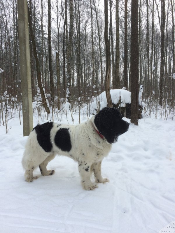 Фото: ньюфаундленд Амрита от Карельских Медведей