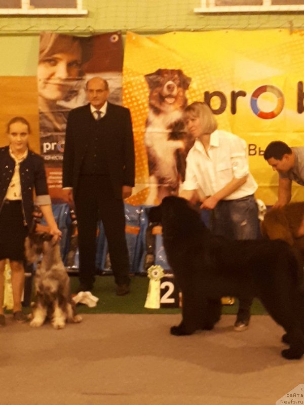 Фото: ньюфаундленд Любезная Нежная Лаура (Lyubeznaya Nezhnaya Laura), [p3457] Momcilo Momic