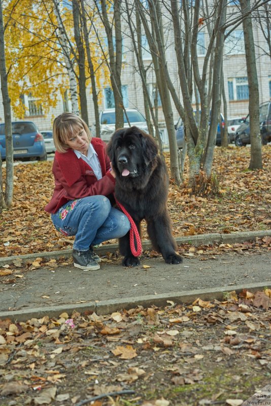 Фото: ньюфаундленд Любезная Нежная Лаура (Lyubeznaya Nezhnaya Laura), Елена Казанцева