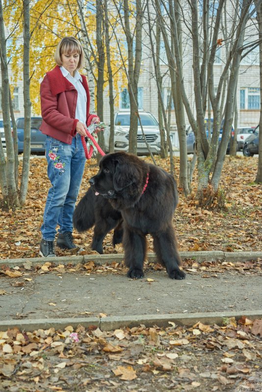 Фото: ньюфаундленд Любезная Нежная Лаура (Lyubeznaya Nezhnaya Laura), Елена Казанцева