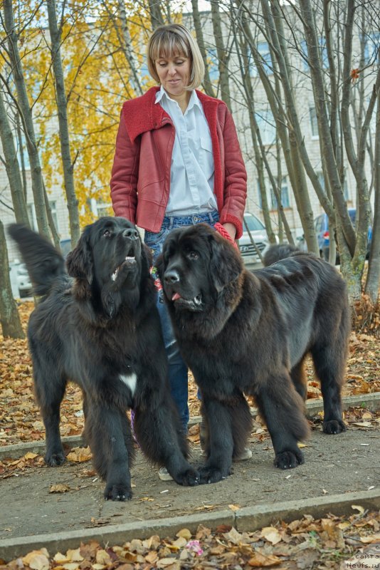 Фото: ньюфаундленд Любезная Нежная Лаура (Lyubeznaya Nezhnaya Laura), ньюфаундленд Лаской Согревающая Лаика (Laskoy Sogrevayuschaya Laika), Елена Казанцева