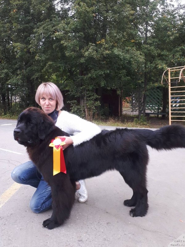 Фото: ньюфаундленд Лаской Согревающая Лаика (Laskoy Sogrevayuschaya Laika), Елена Казанцева