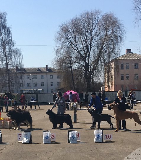 Фото: ньюфаундленд Моя Стихия Ламборджини (Moya Stikhiya Lamborghini)