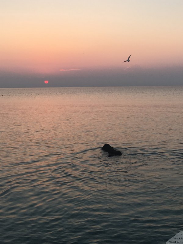 Фото: ньюфаундленд Моя Стихия Ламборджини (Moya Stikhiya Lamborghini)