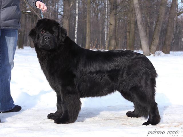 Фото: ньюфаундленд Потап Фелиция (Potap Felicia)